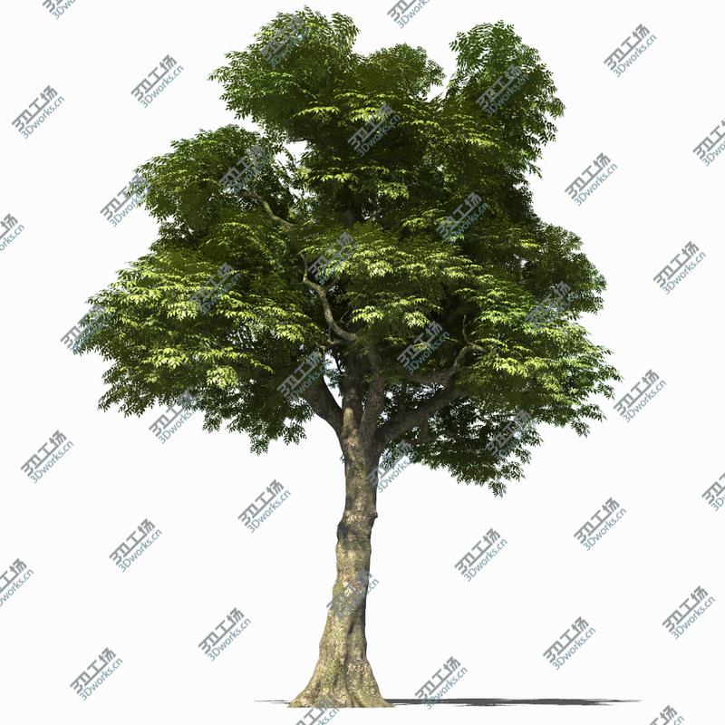 images/goods_img/20210313/Ash Tree/4.jpg